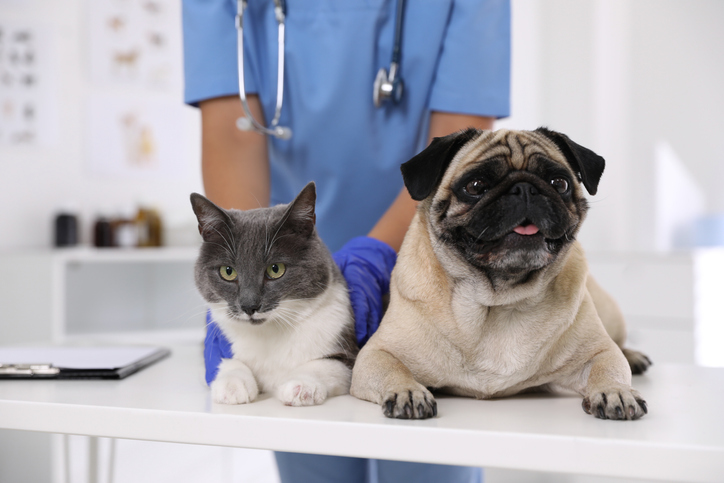 7 Reasons Why Routine Pet Exams are Important in Kittery, ME