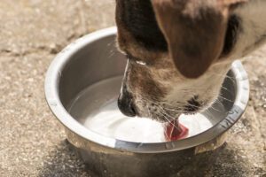 Dog Rabies - Symptoms, Treatment, and Prevention