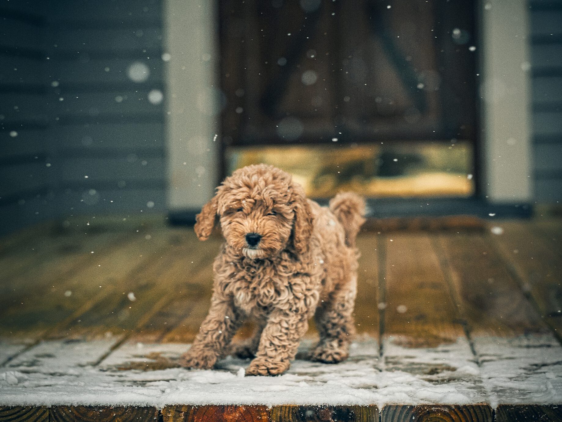 puppy on snowy deck in winter