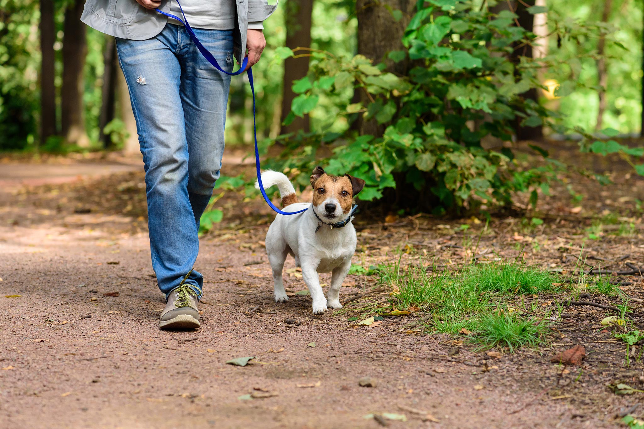 activities to do with your dog this spring in kittery, me